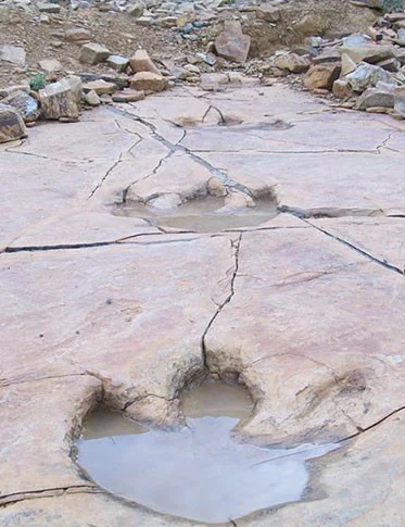 Dinosaur animation workflow — footprint trail and gait analysis