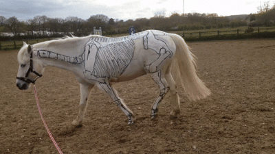 Horse-slow-motion-walking_2